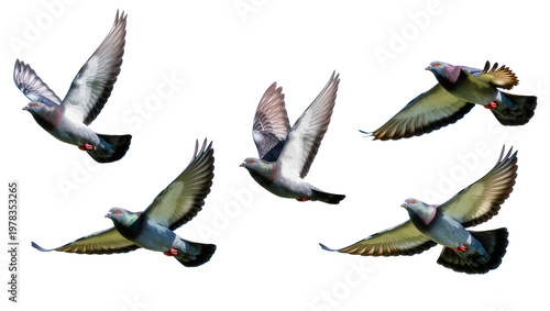 Five pigeons in flight wings spread, isolated on transparent background