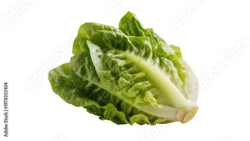 Fresh green romaine lettuce head with water droplets, isolated on transparent background