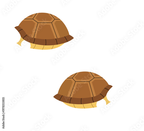 Two brown turtle shells