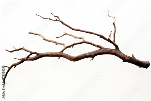 Tree wood driftwood branch.