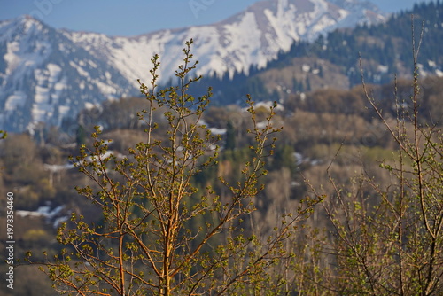 Spring flowering of trees in the valley at the foot of the mountains. Talgar gorge.
