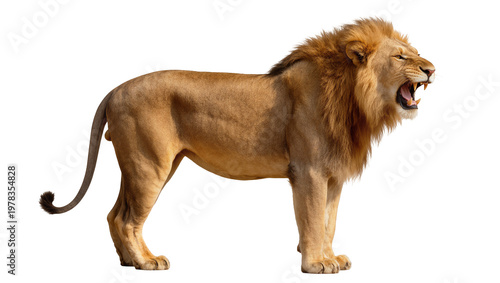 фотографія Majestic male lion roaring with open mouth, isolated on transparent background