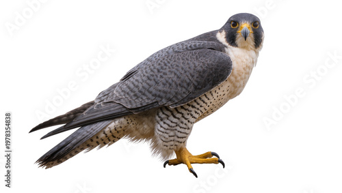Konstfotografi Peregrine falcon with grey plumage and barred chest, isolated on transparent bac