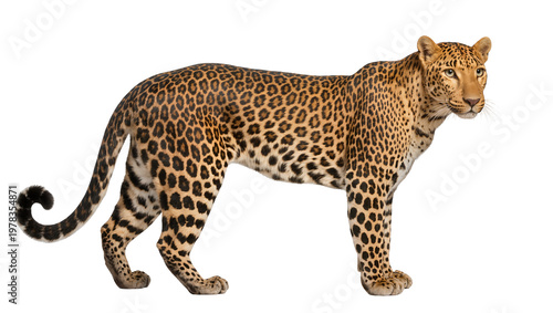 Quadro su tela Leopard with spotted fur standing, isolated on transparent background