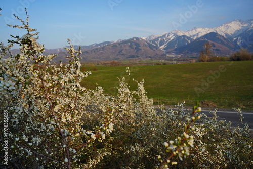 Spring flowering of trees in the valley at the foot of the mountains. Talgar gorge.
