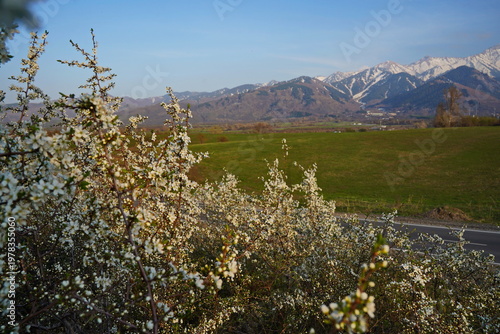 Spring flowering of trees in the valley at the foot of the mountains. Talgar gorge.