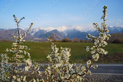 Spring flowering of trees in the valley at the foot of the mountains. Talgar gorge.