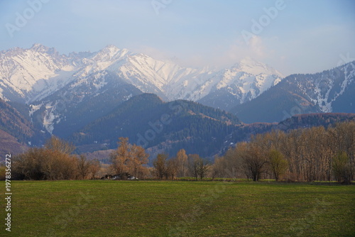 Spring flowering of trees in the valley at the foot of the mountains. Talgar gorge.