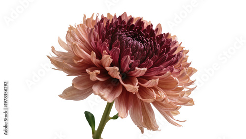 Φωτογραφία Pink and burgundy chrysanthemum flower with delicate petals, isolated on transpa