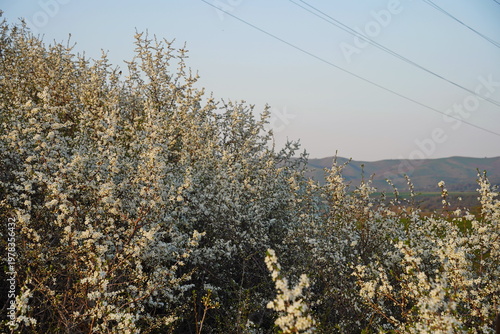 Spring flowering of trees in the valley at the foot of the mountains. Talgar gorge.
