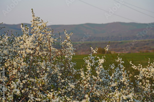 Spring flowering of trees in the valley at the foot of the mountains. Talgar gorge.