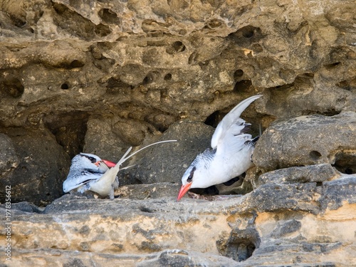 The red-billed tropicbird (Phaethon aethereus). Two birds hiding in a rock on the ocean coast. Cape Verde.