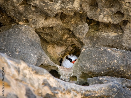 The red-billed tropicbird (Phaethon aethereus). Single bird hiding in a rock on the ocean coast. Cape Verde.