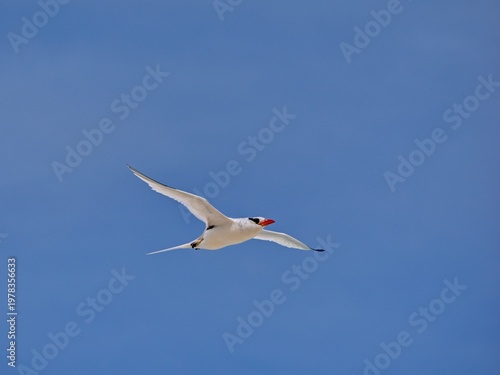 The red-billed tropicbird (Phaethon aethereus) in flight. Blue sky. Cape Verde.