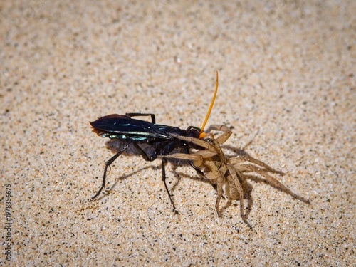 The dark spider-hunting wasp (Cyphononyx bretonii) drags a spider. It is known for its very painful sting.
