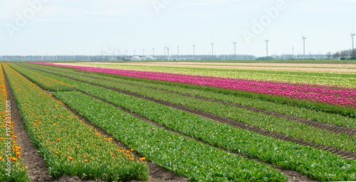 Wallpaper Mural Field with colorful flowers in bright sunlight in springtime, Almere, Flevoland, The Netherlands, April 8, 2026 Torontodigital.ca