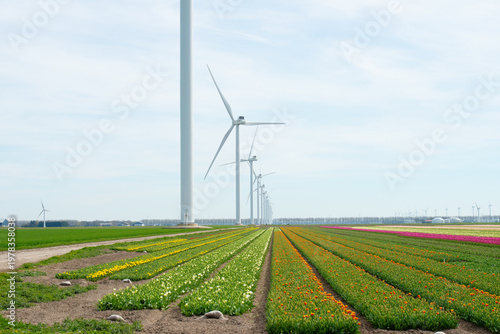 Wallpaper Mural Field with colorful flowers in bright sunlight in springtime, Almere, Flevoland, The Netherlands, April 8, 2026 Torontodigital.ca
