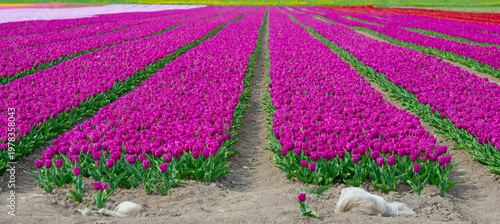 Wallpaper Mural Field with colorful flowers in bright sunlight in springtime, Almere, Flevoland, The Netherlands, April 8, 2026 Torontodigital.ca