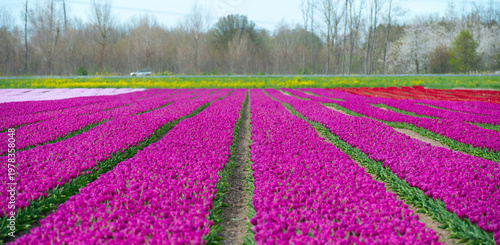 Wallpaper Mural Field with colorful flowers in bright sunlight in springtime, Almere, Flevoland, The Netherlands, April 8, 2026 Torontodigital.ca