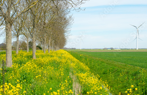 Wallpaper Mural Field with colorful flowers in bright sunlight in springtime, Almere, Flevoland, The Netherlands, April 8, 2026 Torontodigital.ca
