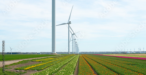 Wallpaper Mural Field with colorful flowers in bright sunlight in springtime, Almere, Flevoland, The Netherlands, April 8, 2026 Torontodigital.ca