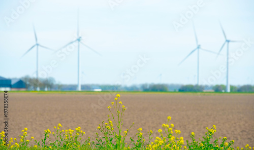 Wallpaper Mural Field with colorful flowers in bright sunlight in springtime, Almere, Flevoland, The Netherlands, April 8, 2026 Torontodigital.ca