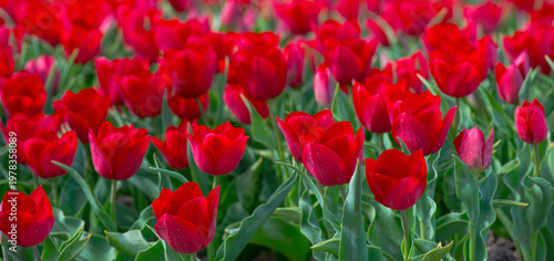 Wallpaper Mural Field with colorful flowers in bright sunlight in springtime, Almere, Flevoland, The Netherlands, April 8, 2026 Torontodigital.ca