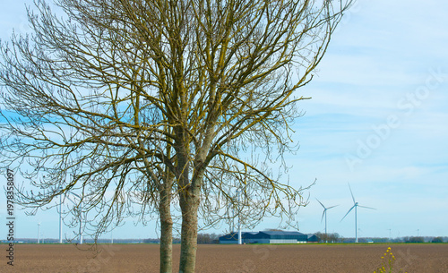 Wallpaper Mural Trees in a field in bright sunlight in springtime, Almere, Flevoland, The Netherlands, April 8, 2026 Torontodigital.ca