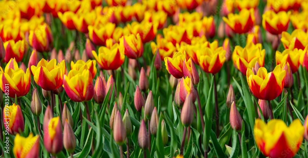 Obraz premium Field with colorful flowers in bright sunlight in springtime, Almere, Flevoland, The Netherlands, April 8, 2026