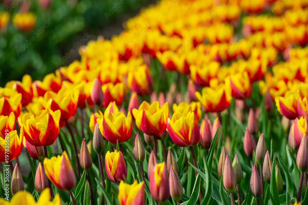 custom made wallpaper toronto digitalField with colorful flowers in bright sunlight in springtime, Almere, Flevoland, The Netherlands, April 8, 2026