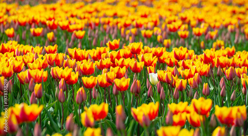 Wallpaper Mural Field with colorful flowers in bright sunlight in springtime, Almere, Flevoland, The Netherlands, April 8, 2026 Torontodigital.ca