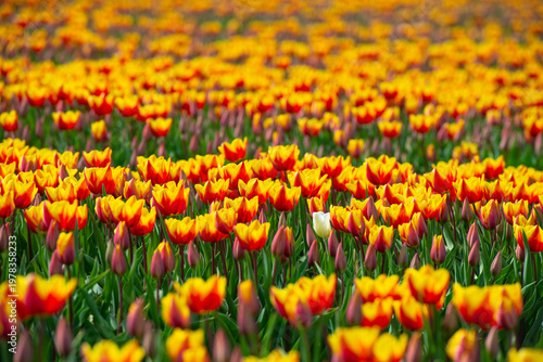 Wallpaper Mural Field with colorful flowers in bright sunlight in springtime, Almere, Flevoland, The Netherlands, April 8, 2026 Torontodigital.ca