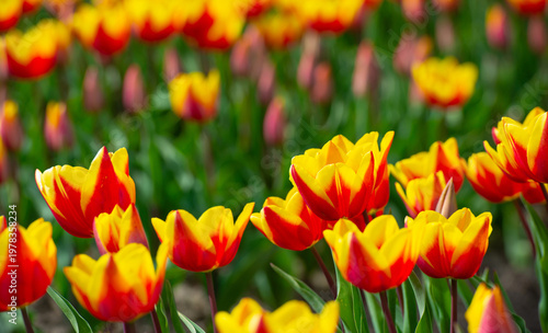 Wallpaper Mural Field with colorful flowers in bright sunlight in springtime, Almere, Flevoland, The Netherlands, April 8, 2026 Torontodigital.ca