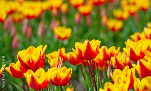 Wallpaper Mural Field with colorful flowers in bright sunlight in springtime, Almere, Flevoland, The Netherlands, April 8, 2026 Torontodigital.ca