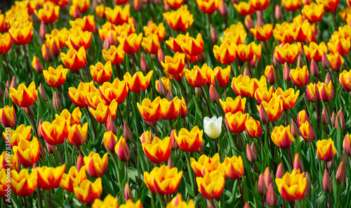 Wallpaper Mural Field with colorful flowers in bright sunlight in springtime, Almere, Flevoland, The Netherlands, April 8, 2026 Torontodigital.ca