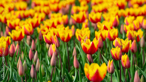 Wallpaper Mural Field with colorful flowers in bright sunlight in springtime, Almere, Flevoland, The Netherlands, April 8, 2026 Torontodigital.ca