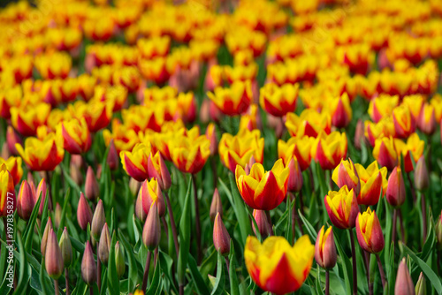 Wallpaper Mural Field with colorful flowers in bright sunlight in springtime, Almere, Flevoland, The Netherlands, April 8, 2026 Torontodigital.ca