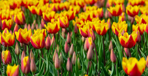 Wallpaper Mural Field with colorful flowers in bright sunlight in springtime, Almere, Flevoland, The Netherlands, April 8, 2026 Torontodigital.ca