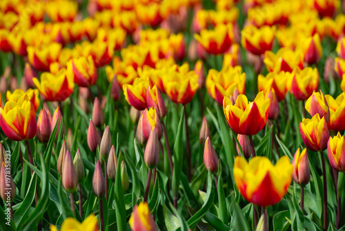 Wallpaper Mural Field with colorful flowers in bright sunlight in springtime, Almere, Flevoland, The Netherlands, April 8, 2026 Torontodigital.ca