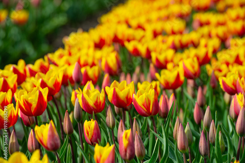 Wallpaper Mural Field with colorful flowers in bright sunlight in springtime, Almere, Flevoland, The Netherlands, April 8, 2026 Torontodigital.ca