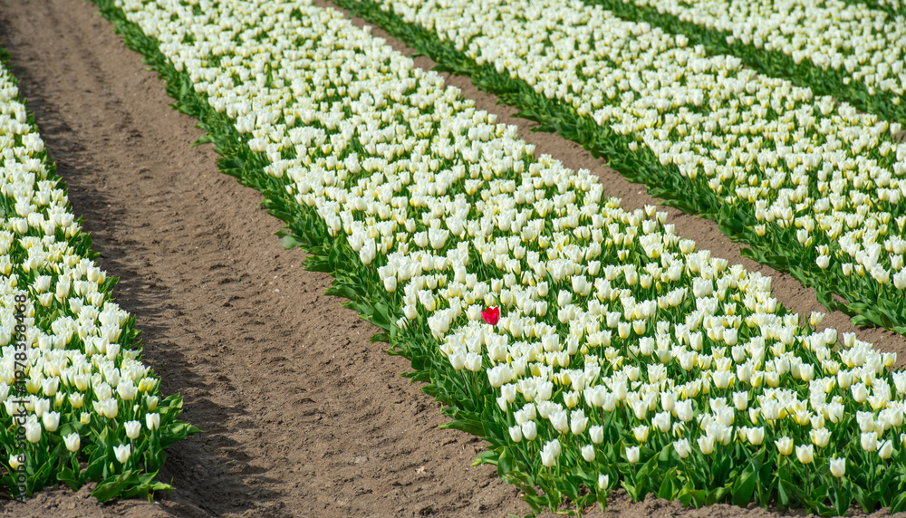 custom made wallpaper toronto digitalField with colorful flowers in bright sunlight in springtime, Almere, Flevoland, The Netherlands, April 8, 2026