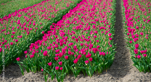 Wallpaper Mural Field with colorful flowers in bright sunlight in springtime, Almere, Flevoland, The Netherlands, April 8, 2026 Torontodigital.ca