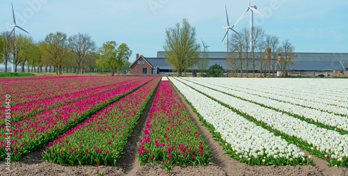 Wallpaper Mural Field with colorful flowers in bright sunlight in springtime, Almere, Flevoland, The Netherlands, April 8, 2026 Torontodigital.ca