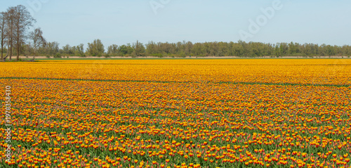 Wallpaper Mural Field with colorful flowers in bright sunlight in springtime, Almere, Flevoland, The Netherlands, April 8, 2026 Torontodigital.ca