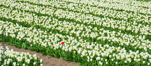 Wallpaper Mural Field with colorful flowers in bright sunlight in springtime, Almere, Flevoland, The Netherlands, April 8, 2026 Torontodigital.ca