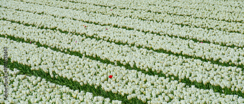 Wallpaper Mural Field with colorful flowers in bright sunlight in springtime, Almere, Flevoland, The Netherlands, April 8, 2026 Torontodigital.ca