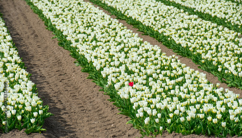 Wallpaper Mural Field with colorful flowers in bright sunlight in springtime, Almere, Flevoland, The Netherlands, April 8, 2026 Torontodigital.ca