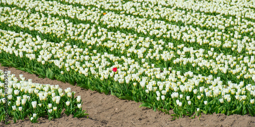Wallpaper Mural Field with colorful flowers in bright sunlight in springtime, Almere, Flevoland, The Netherlands, April 8, 2026 Torontodigital.ca