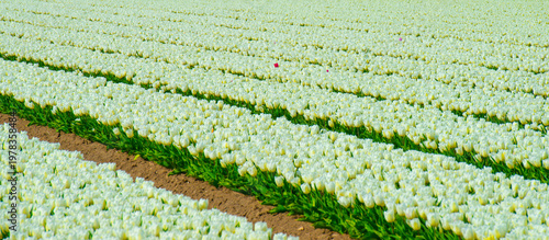 Wallpaper Mural Field with colorful flowers in bright sunlight in springtime, Almere, Flevoland, The Netherlands, April 8, 2026 Torontodigital.ca