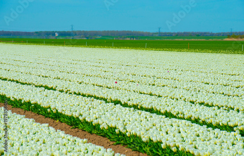 Wallpaper Mural Field with colorful flowers in bright sunlight in springtime, Almere, Flevoland, The Netherlands, April 8, 2026 Torontodigital.ca